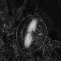 Phase 1: Medical & Biological Profiling Animation