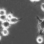 Phase 2: Initial Evaluation Animation